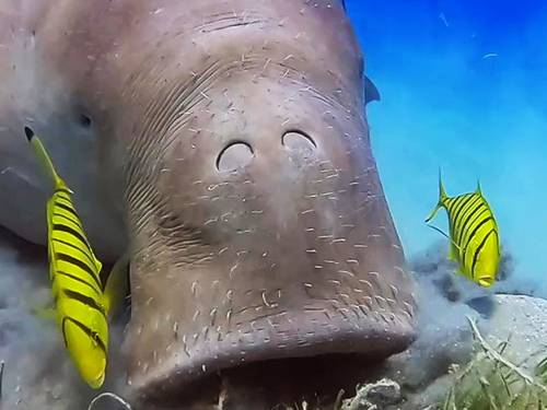 Globe Dive Clubs