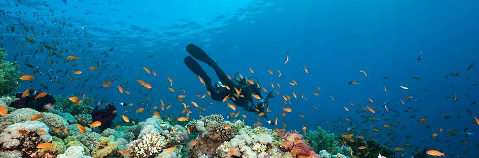 Blue Revival Diving College