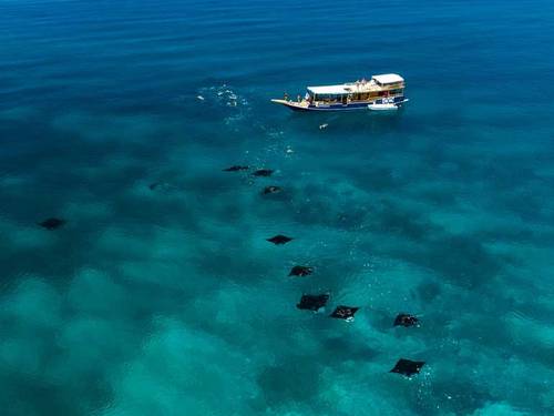 Scuba Junkie Komodo