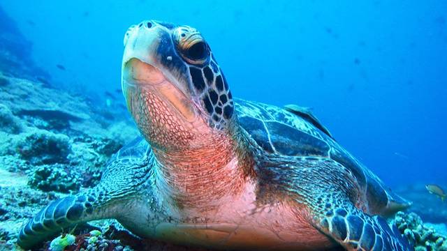 Lembongan Discovery Dive