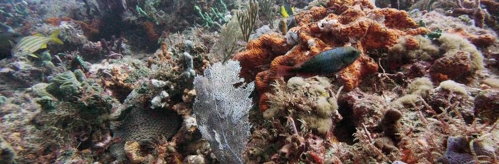Delta's Splash Dive Center