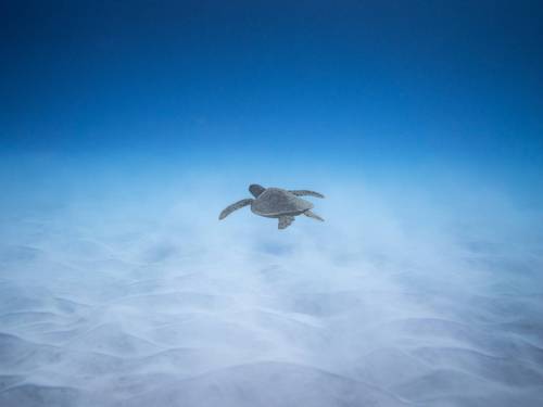 Nakai Maayafushi Diving Center