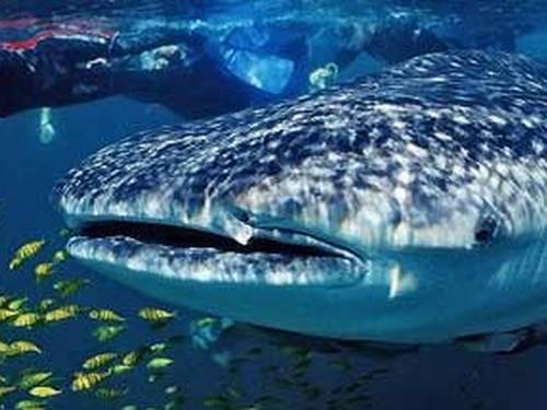 Dive Eco-Cozumel/Scuba Shack