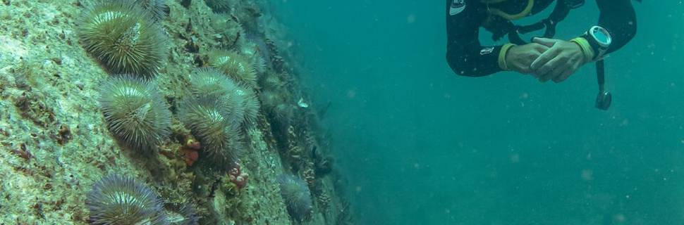 Adrenalina Mergulho
