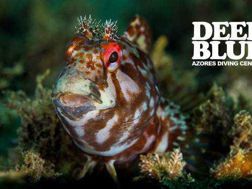Deep Blue Azores
