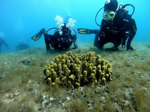 Go Scuba Diving
