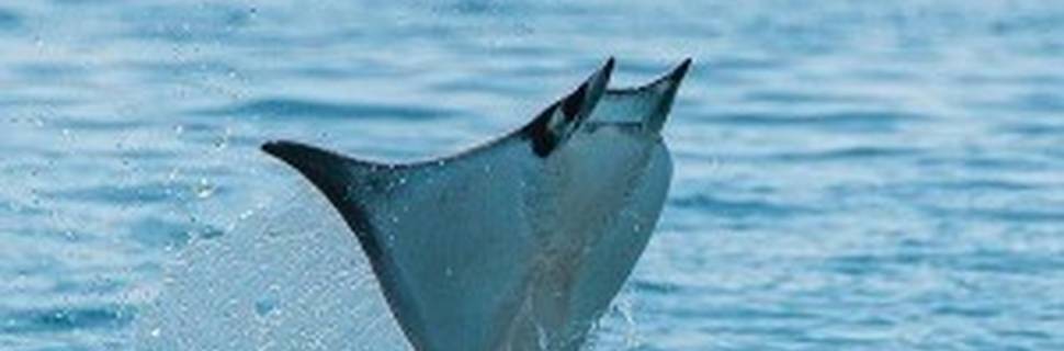 Baja Shark Experience