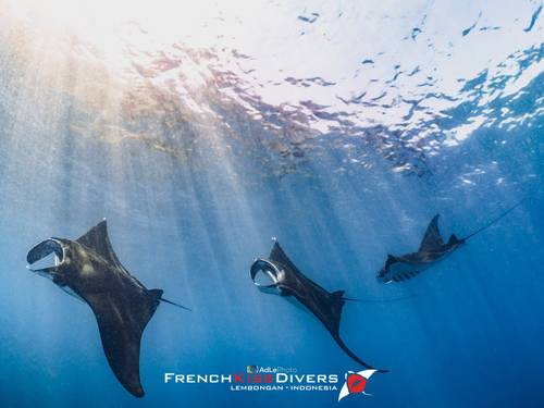 French Kiss Divers Lembongan