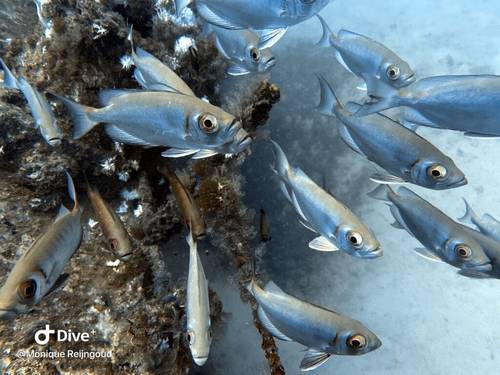 Yellow Fins Dive Center