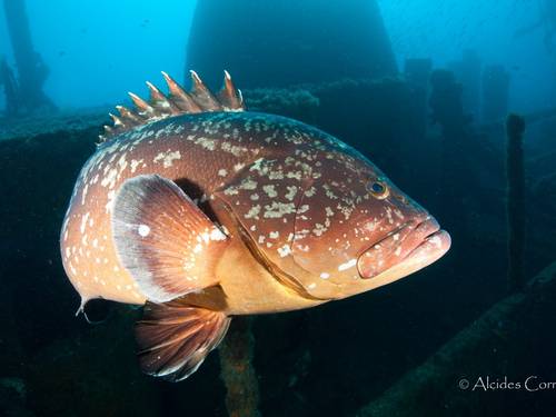 Porto Santo Sub - Scuba & Freedive Center