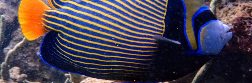 Ahla Diving Courses / אחלה קורסים צלילה