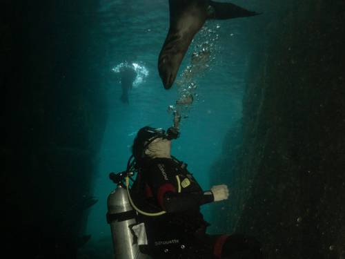 UP Dive La Paz