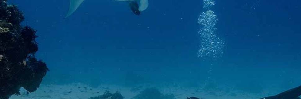 Scuba Junkie Sangalaki