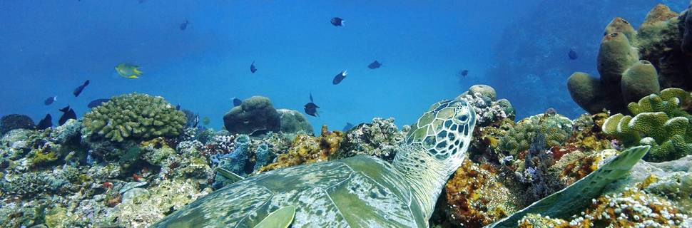 Lutwala Dive and Bungalows