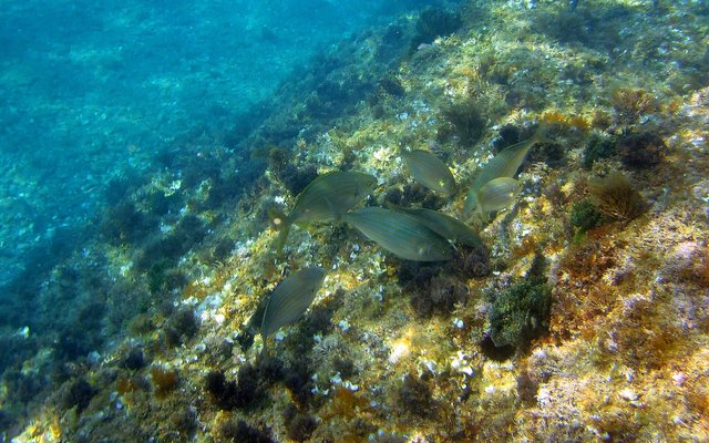 Diving in Spain: Two Seas, One Generous Country