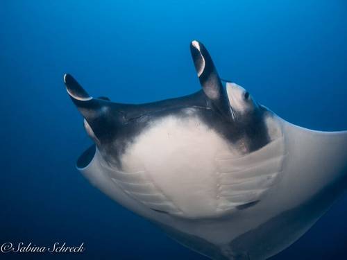 Panama Dive Center