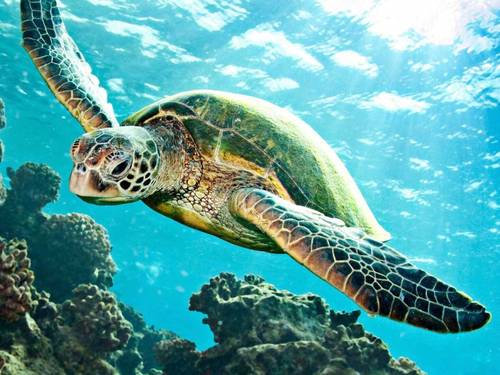 ScubaJuan