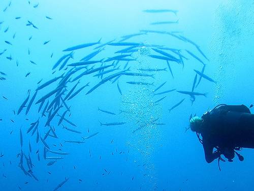 Volcano Dive Center