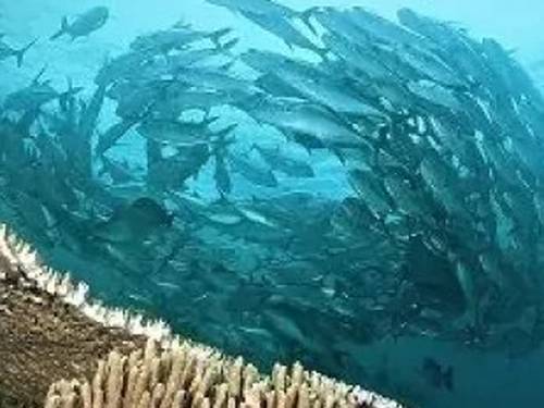 Komodo Resort & Diving Club