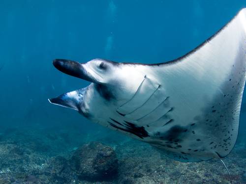 Diving-Indo