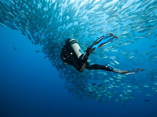 Seal Diving
