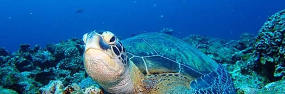 DIVING SHOP OHANA ISHIGAKI