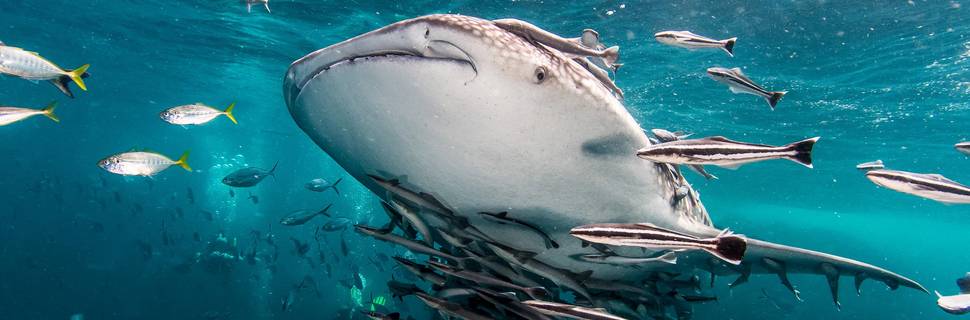 Hidden Depths Diving
