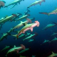 South West Rocks Dive Centre