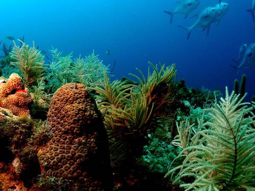 Panama Divers Inc.