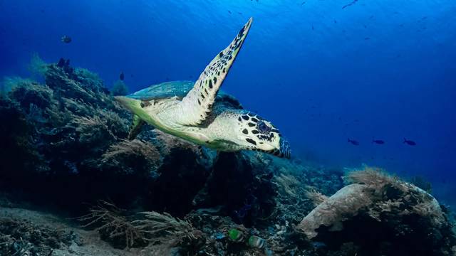 Eurodive Bali - PADI 5* Dive Center