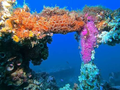 Central Coast Divers