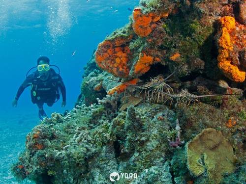 Be Diving
