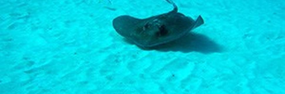 Coco Diving Center