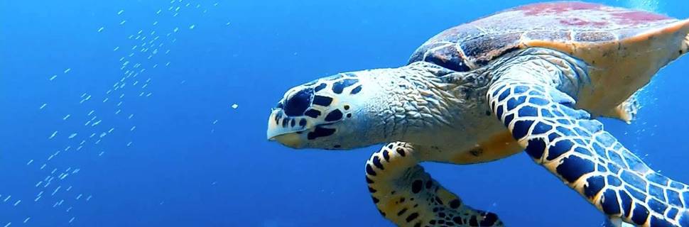 Blue View Divers: Scuba Diving Phi Phi