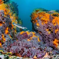 Buceo Pichicuy