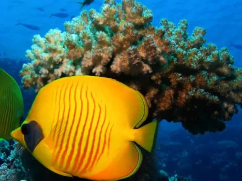 Tauchen Hurghada Diving Forever - Deutsche Tauchschule vom Cmas - Padi - Ssi - I.a.c.