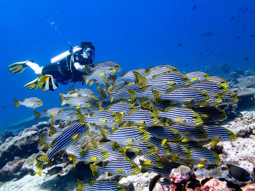 Maafushi Dive & Water Sports.