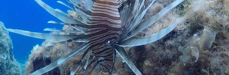 Waterhoppers Diving Schools