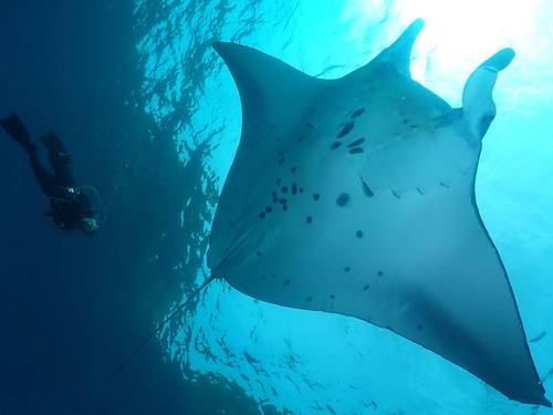 Bali Stingray Divers