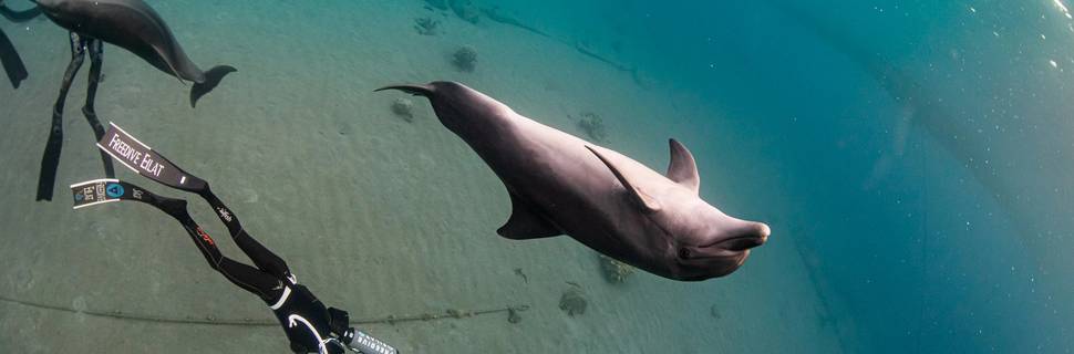 צלילה חופשית אילת - Freedive Eilat