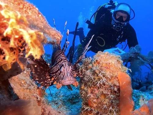 Dive Dominicana - PADI & IANTD Diving center