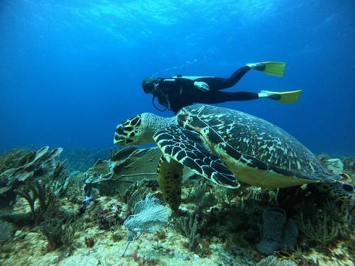 Manta Dive & Snorkel Cancun