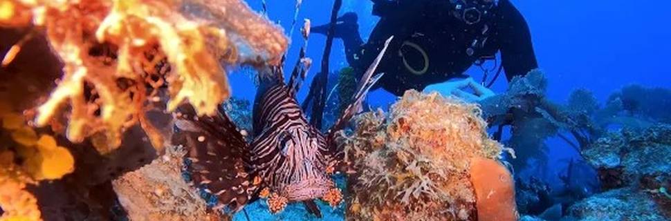 Dive Dominicana - PADI & IANTD Diving center
