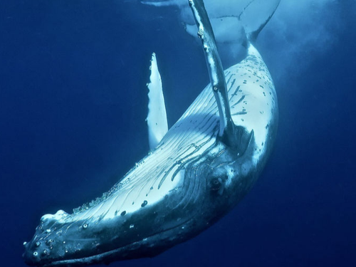 Tongan Expeditions - Whale swimming