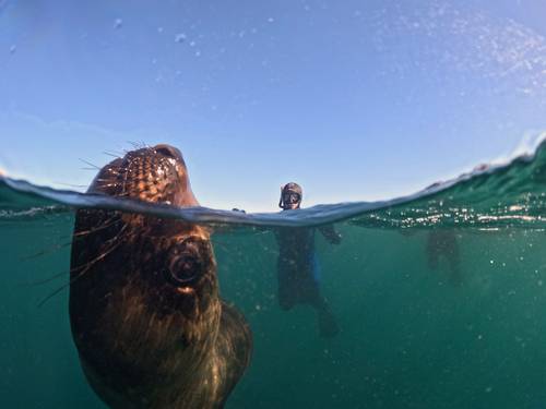 Madryn Buceo