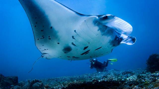 Diving First and Liveaboard