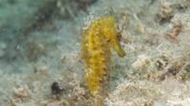 Fun Diving Krk