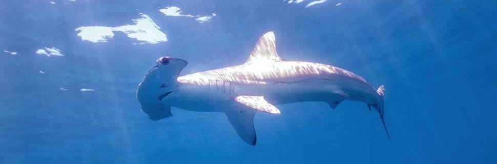 Tato Shark Expeditions