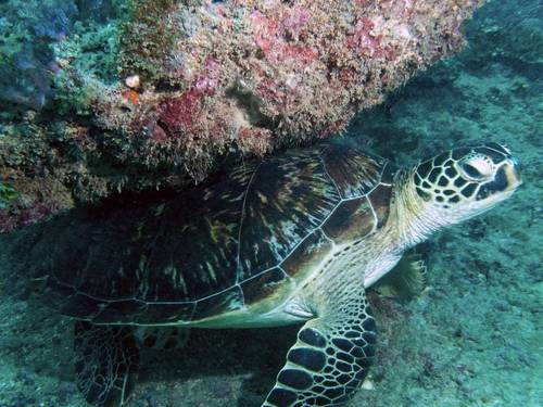 Ocean Tribe - 5 Star Scuba Diving Centre- Diani Beach