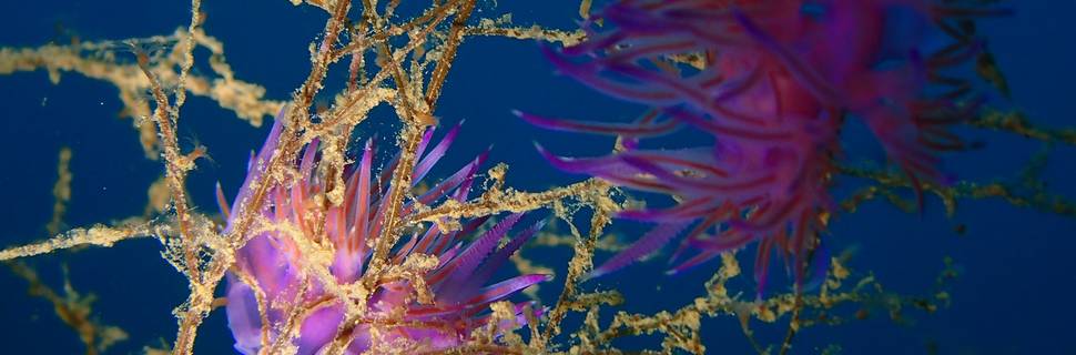 Paradise Dive Center Rethymno